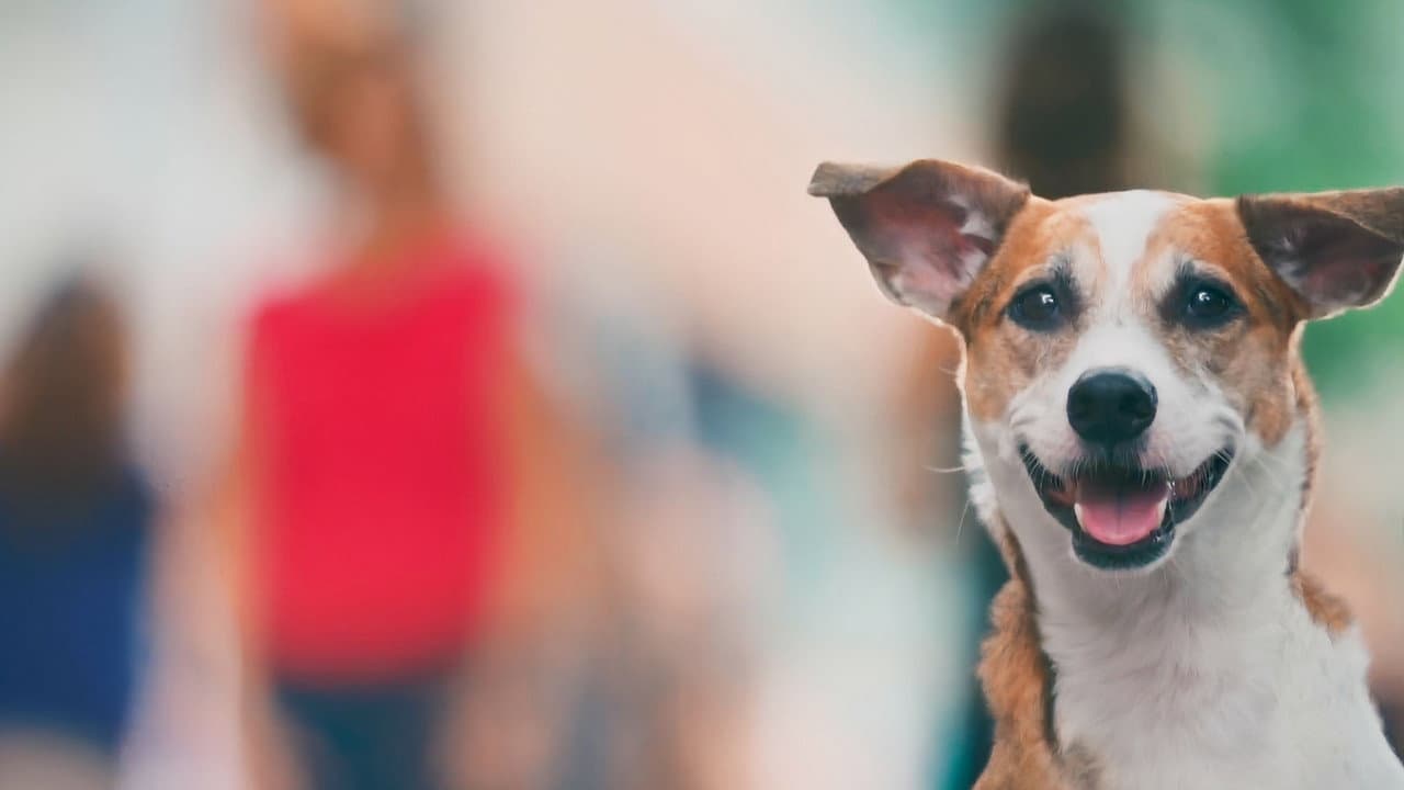 Vida Animal: Segunda Chance