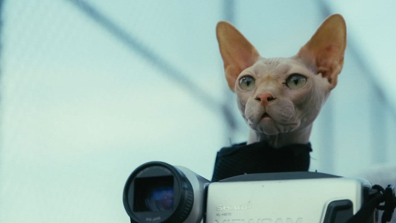 Don't Come Home Before Midnight