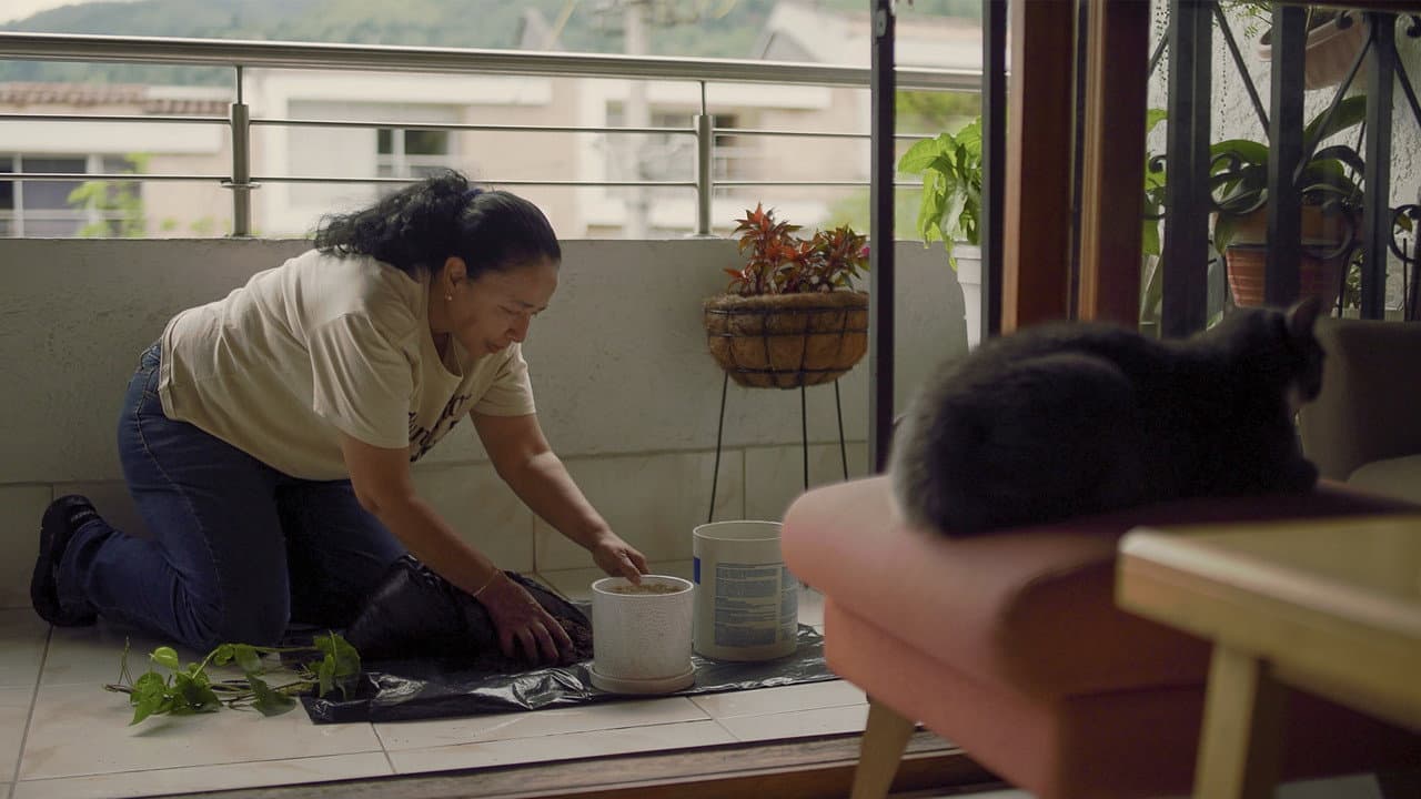 Cuidado de una Orquidea