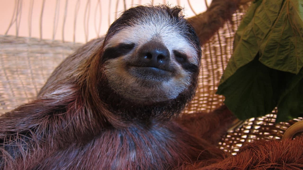 Meet the Sloths