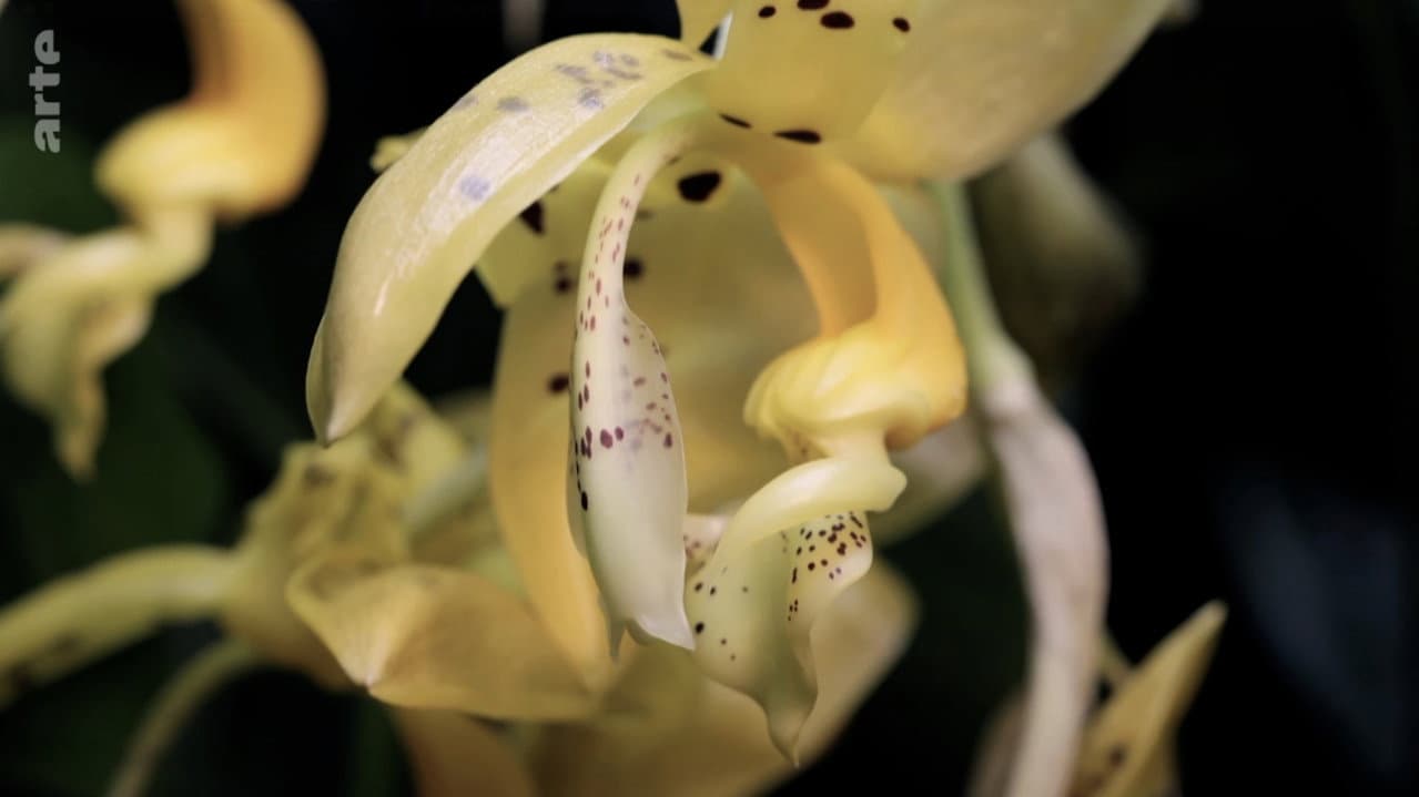 The amazing abilities of plants