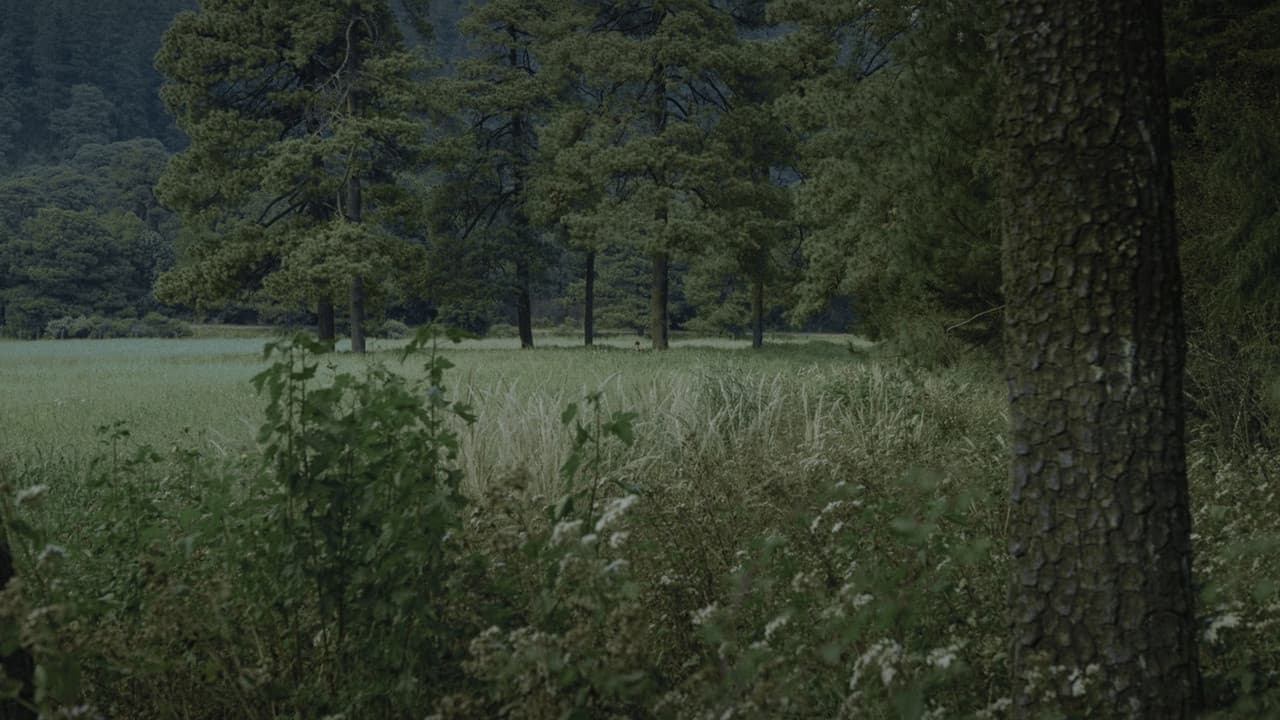 Para atrapar el viento