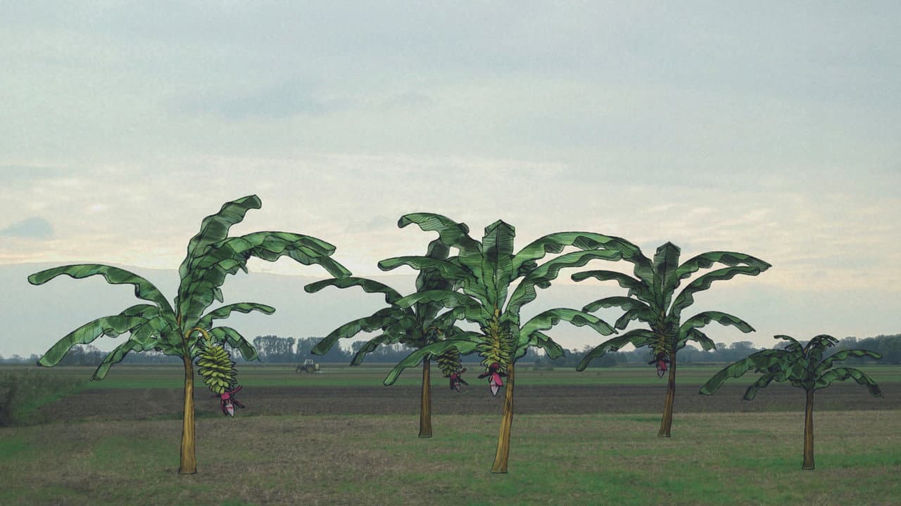 Von Bananenbäumen träumen