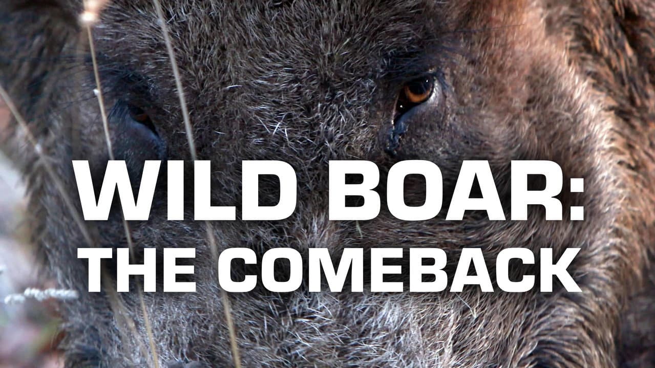 Wild Boar: The Comeback