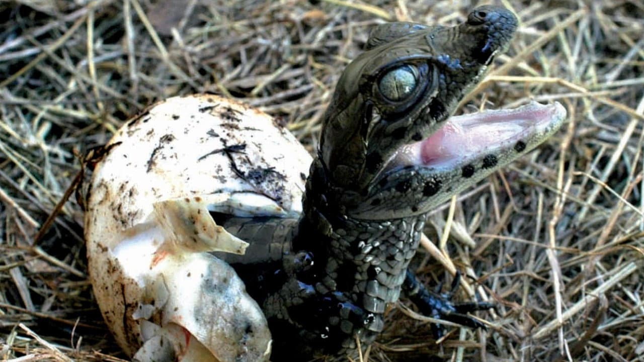 The River of the Painted Birds