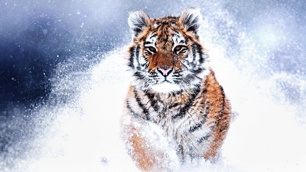 Russia's Wild Tiger