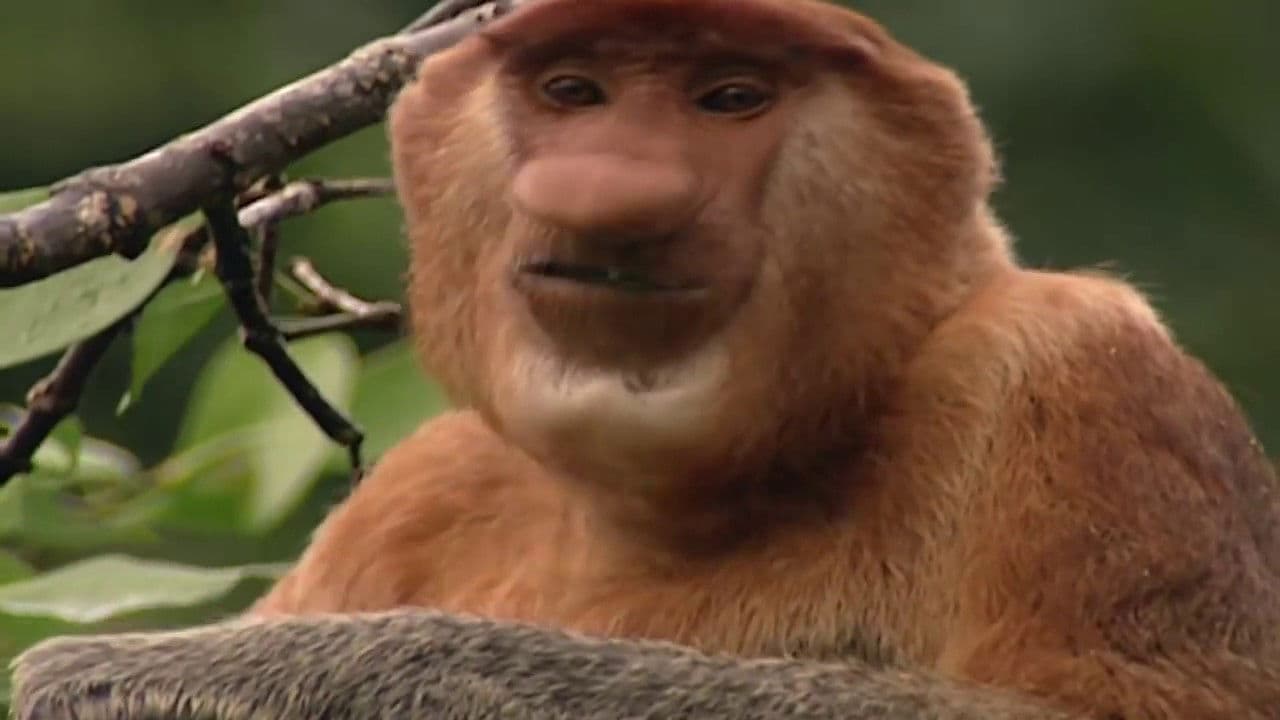 Clown of the Jungle: The Proboscis Monkey of Borneo