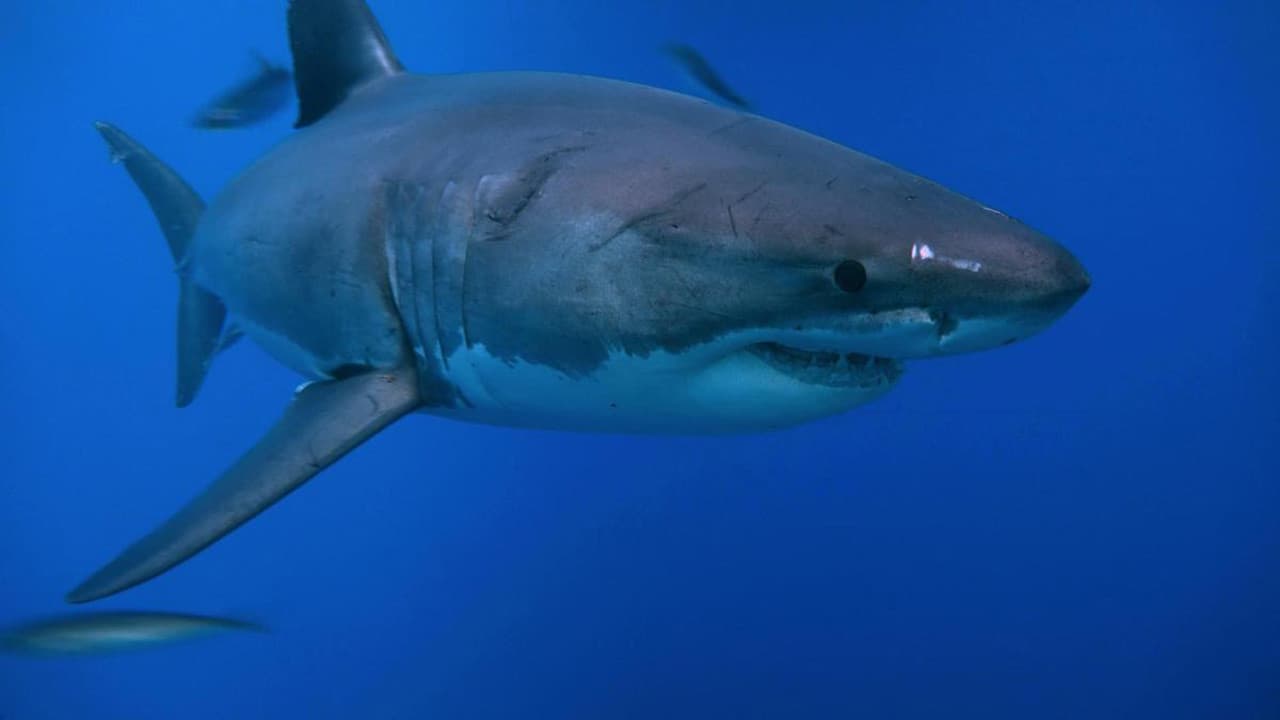 Mysteries of The Giants