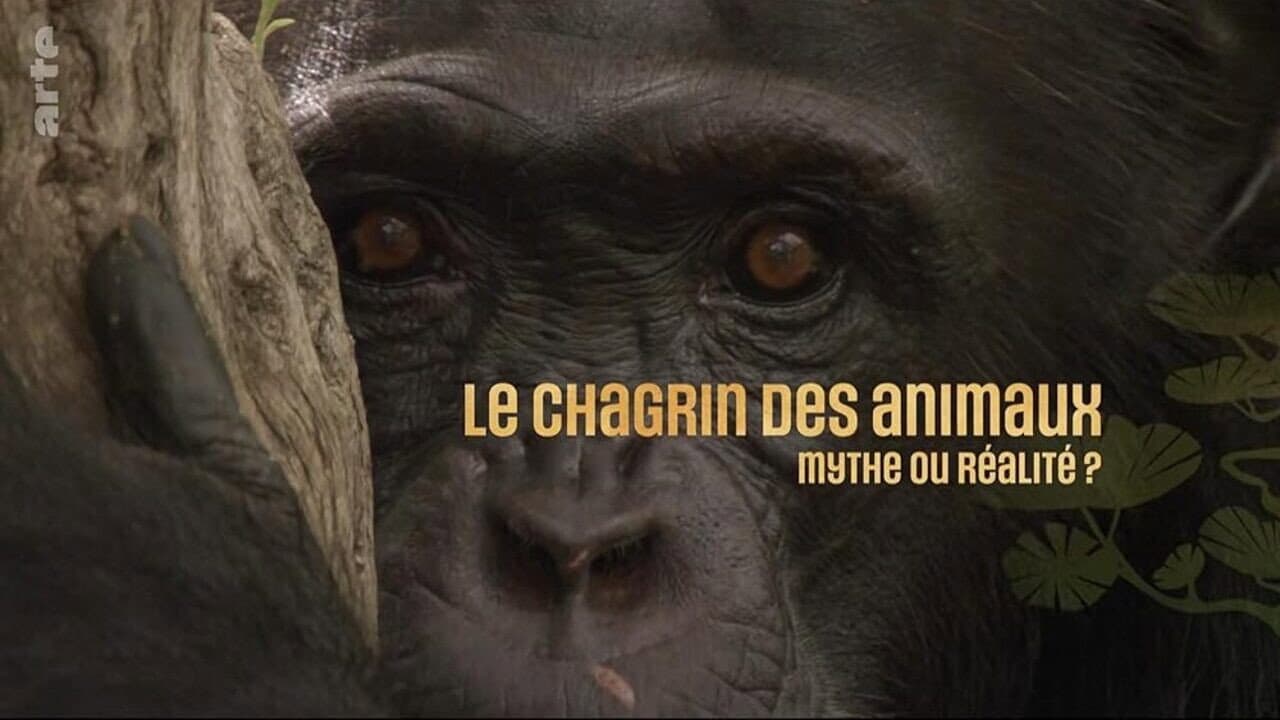 Le chagrin des animaux : mythe ou réalité ?