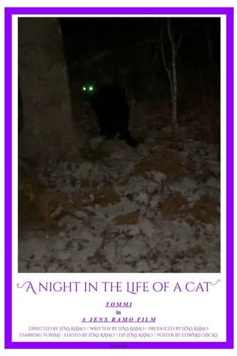A Night in the Life of a Cat