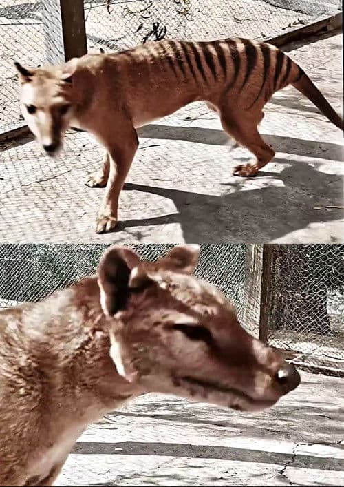 Tasmanian Tiger in Colour