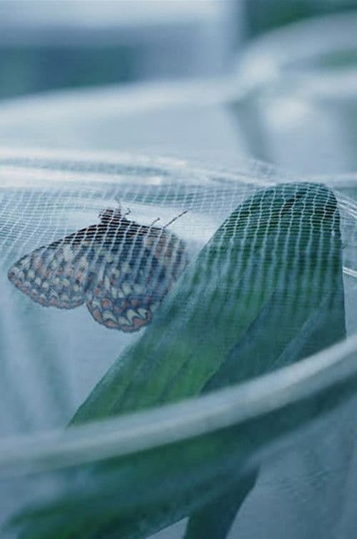 The Butterfly Lab