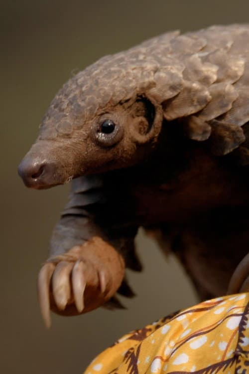 Wild Hope: Pangolin Protectors