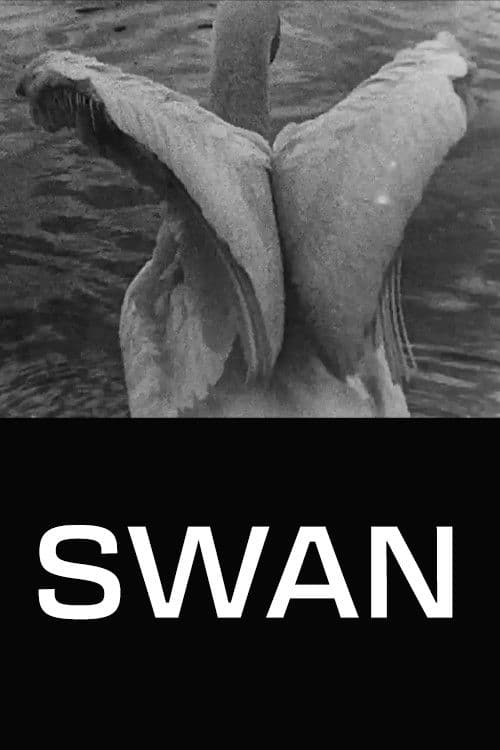 Swan