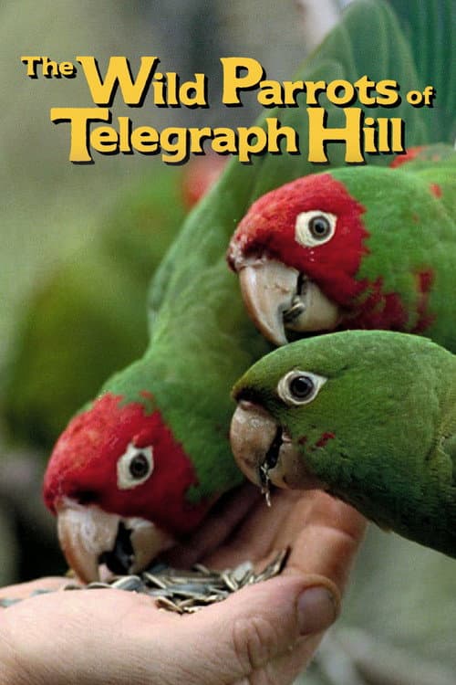 The Wild Parrots of Telegraph Hill